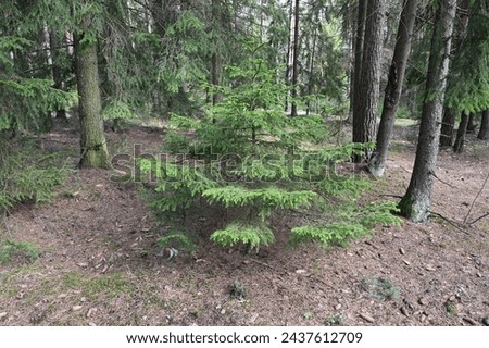 Beautiful coniferous  forest in spring  