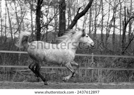 Pura raza espanola in gallop Royalty-Free Stock Photo #2437612897