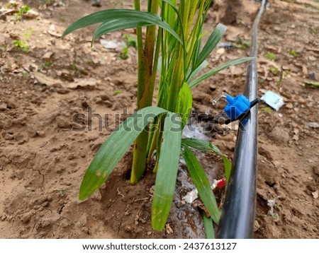 Automatic watering of garden beds. Sprinkler watering, irrigation of vegetables with water. Drip irrigation system. Agriculture and cultivation. Royalty-Free Stock Photo #2437613127