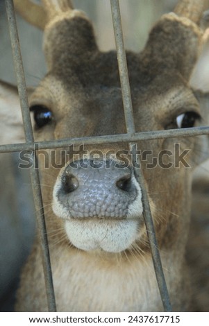 
"A deer inside a cage with its face pressed against the cage bars."