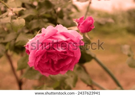 Pink rose in the sunlights. Vintage style