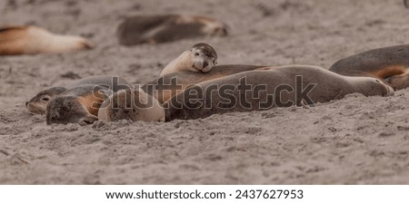 Cute sea lions in a pile. 