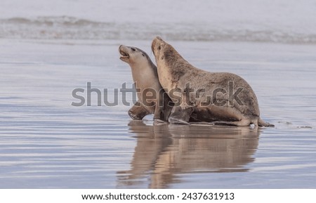 Beautiful sea lions frolicking on the wet sand.