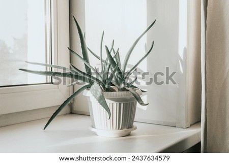 Home houseplants on a windowsill in real room interior, plants, and succulents. Sunlight, hard shadows. Royalty-Free Stock Photo #2437634579