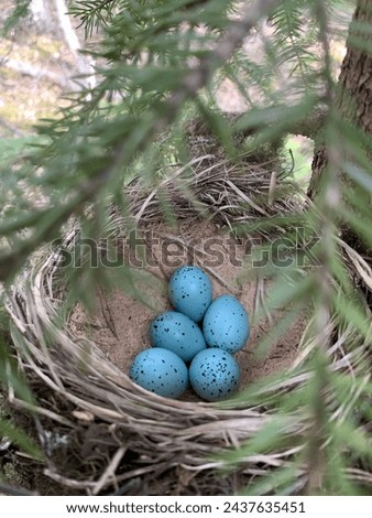 Beautiful eggs in a nest. Picture taken in Norway.