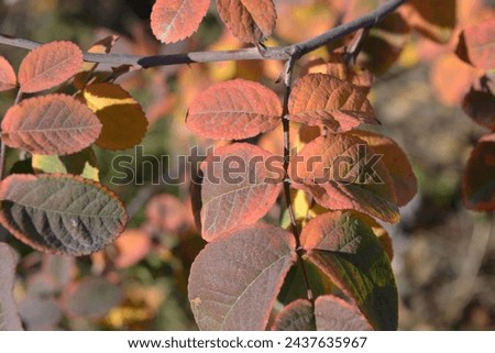 Autumn, the unusual beauty of nature, beautiful red green leaves of roses are still located on the branches of the bush.