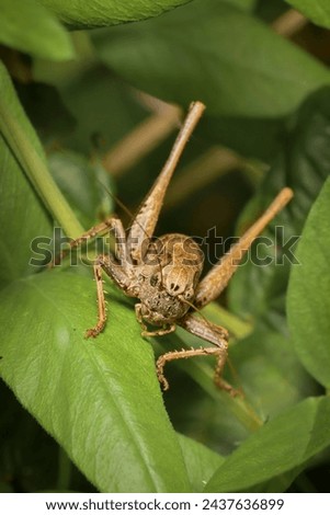 grasshopper dark bush-cricket Pholidoptera griseoaptera on a leaf Royalty-Free Stock Photo #2437636899
