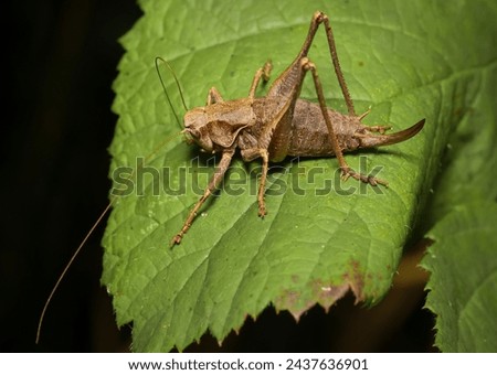 grasshopper dark bush-cricket Pholidoptera griseoaptera on a leaf Royalty-Free Stock Photo #2437636901