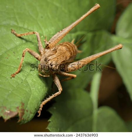 grasshopper dark bush-cricket Pholidoptera griseoaptera on a leaf Royalty-Free Stock Photo #2437636903