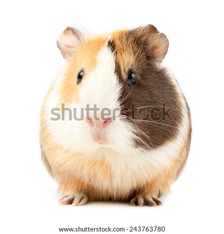 brown guinea pig on white isolated 