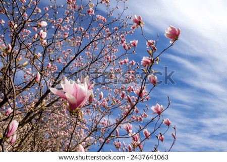 magnolia soulangeana in full blossom. beautiful nature background with pink flowers blooming in front of a blue sky in spring on a sunny day