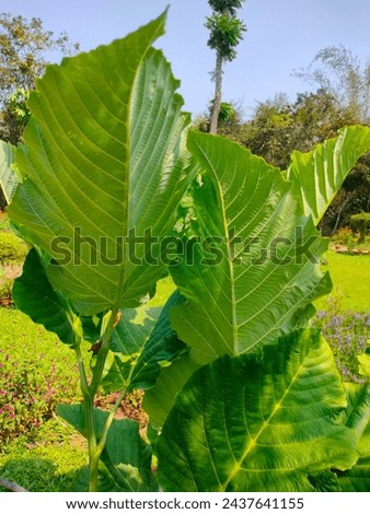 Stunning close-up of undersurface of green leaves of Leea macrophylla(Elephant ear tree) plant with details ultrahd hi-res jpg stock image photo picture selective focus vertical background side view 