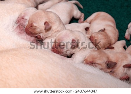 The blonde Labrador puppies are nursing from their mother.