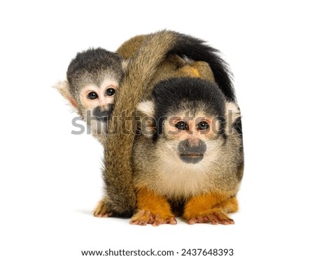 front view of mother and baby Black-capped squirrel monkey on its back, Saimiri boliviensis Royalty-Free Stock Photo #2437648393