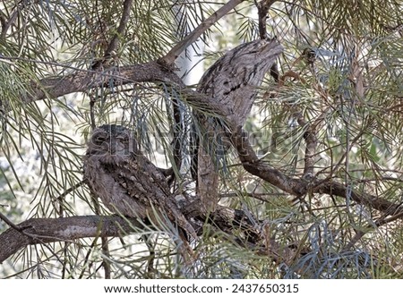 Tawny Frogmouth (Podargus strigoides strigoides) adult pair at daytime roost

south-east Queensland, Australia.       March Royalty-Free Stock Photo #2437650315