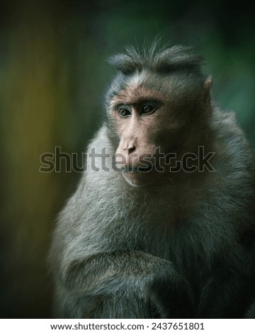 A close up picture of a lonely monkey in the forest.