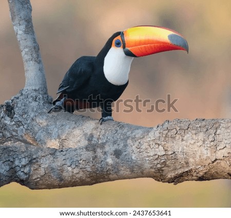 A toucan is a brightly colored bird native to Central and South America. It is known for its large and colorful bill, which can be up to half the length of its body.