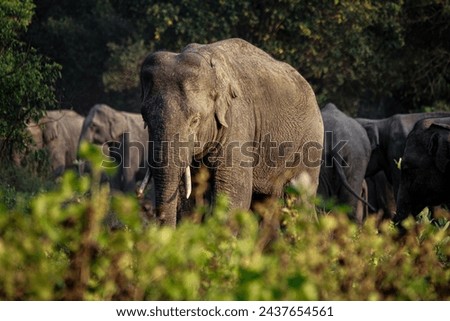 The collection of photos of wild elephants and elephants that enhance the beauty of the forest and the wonder of nature