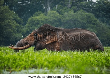 The collection of photos of wild elephants and elephants that enhance the beauty of the forest and the wonder of nature