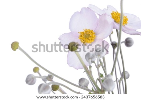A captivating close-up of wood anemone (anemone nemorosa) flowers reveals delicate petals and intricate details, set against a white background, highlighting the exquisite beauty of these blossoms Royalty-Free Stock Photo #2437656583