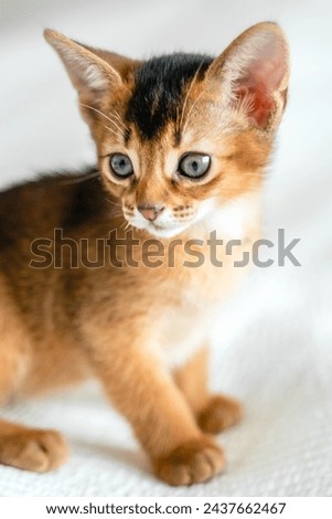 Small little newborn kitty, wild-colored kittens of Abyssinian cat breed lie, sleep sweetly on soft white blanket in bed. Funny fur fluffy kitty at home. Cute pretty brown red pet pussycat, blue eyes. Royalty-Free Stock Photo #2437662467
