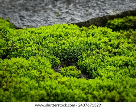 leaf moss that grows abundantly on rocks Royalty-Free Stock Photo #2437671329
