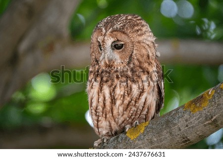 Tawny owl or brown owl (Strix aluco) is a stocky, medium-sized owl commonly found in woodlands across much of Europe and Asia. Several of the eleven recognised subspecies have both variants. Royalty-Free Stock Photo #2437676631