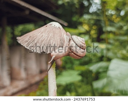 Gastropod mollusk snail attached to the fungus Coprinopsis Atramentaria Royalty-Free Stock Photo #2437691753