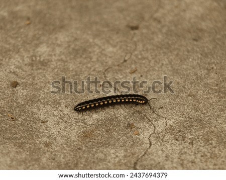 Harpaphe haydeniana, commonly known as the yellow-spotted millipede, almond-scented millipede or cyanide millipede, is a species of polydesmidan ("flat-backed") millipede Royalty-Free Stock Photo #2437694379
