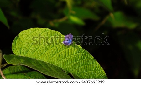 We were surprised when photographing this tiny butterfly.
Its vivid coloring is impressive.
This small animal is part of the fauna of the Brazilian Caatinga in the state of Piauí. Royalty-Free Stock Photo #2437695919