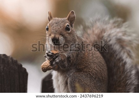 Cute Squirrel Eating a Peanut White on a Wooden Fence Royalty-Free Stock Photo #2437696219