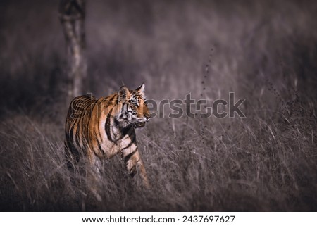 Beautiful Male Subadult Tiger from Central India Tiger Parks