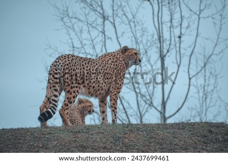 beautiful cheetah with autumn background 