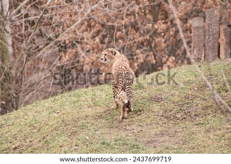 beautiful cheetah with autumn background 