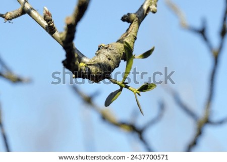 Mistletoe growing on an apple tree branch. A young plant, a semi-parasite of plants that weakens trees.