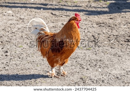 Proud roosters walk in the park and look beautiful in the sun