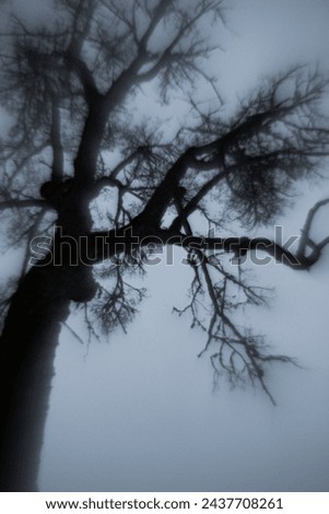 Dark tree photography forest tree silhouette in nature moody outdoor photography dark vibes depressive feeling monochromatic photography