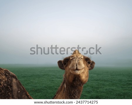 Camel Desert Ship Picture of camel backgrounds