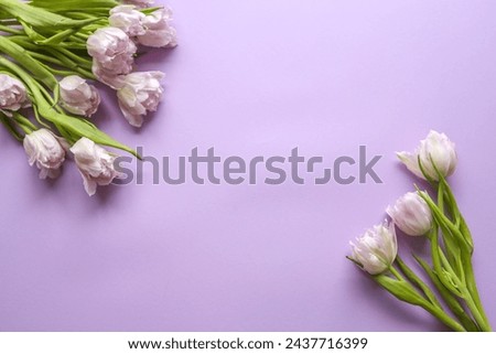 Bouquet of delicate pink tulips on a purple background, holiday concept, copy space.