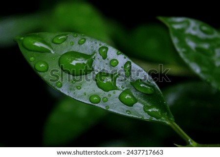 Dew on the leaves after rain 
