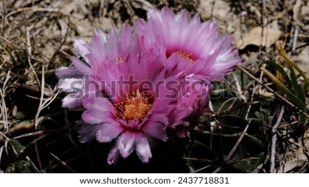 Horse crippler, Echinocactus texensis cactus with pink blooms in Texas spring landscape. Royalty-Free Stock Photo #2437718831