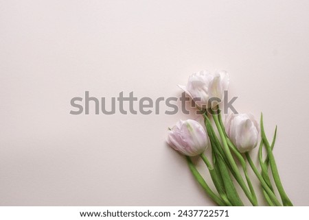 Bouquet of pink tulips on pastel background. Mothers day, Valentines Day, Birthday celebration concept. Greeting card. Copy space for text, top view.