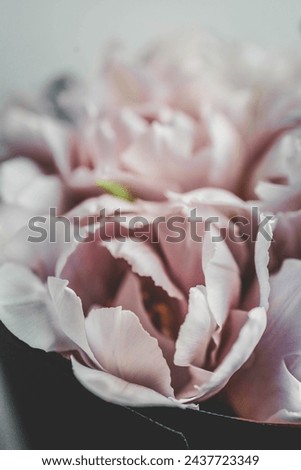 Bouquet of pink peony tulips close-up, background.