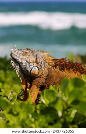 Amazing colorful picture exotic lizard iguana 