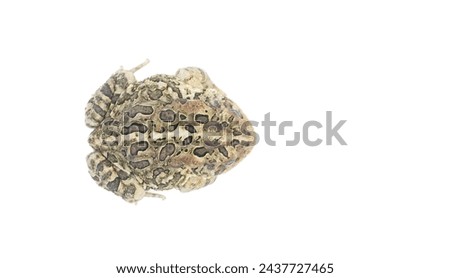 toad isolated on white background.  Southern toad - Anaxyrus terrestris - top dorsal view with cranial knobs which distinguish from other common toads in Florida and southeast United States copy space