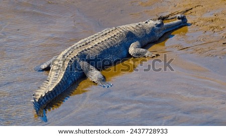 Gharial, Gavial, Gavialis gangeticus, Fish Eating Crocodile, Wetlands, Royal Bardia National Park, Bardiya National Park, Nepal, Asia Royalty-Free Stock Photo #2437728933