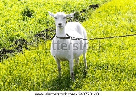 A white goat on a tether in a field on a pasture