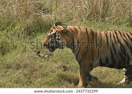 A big muscular male tiger passing through grassland of Tadoba andhari tiger reserve Royalty-Free Stock Photo #2437732299