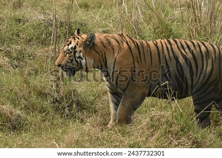 A big muscular male tiger passing through grassland of Tadoba andhari tiger reserve Royalty-Free Stock Photo #2437732301