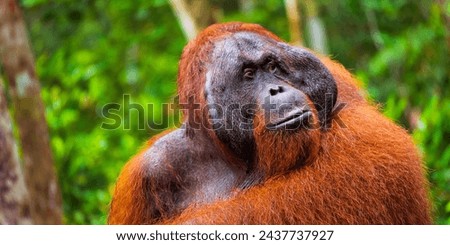 Orangutan, Pongo pygmaeus, Tanjung Puting National Park, Kalimantan, Borneo, Indonesia Royalty-Free Stock Photo #2437737927